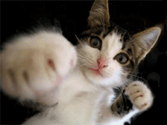 Cat Punching, Funny